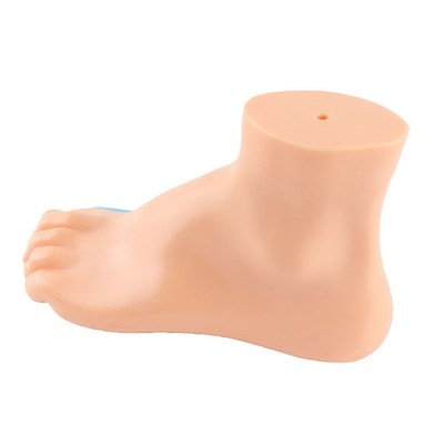 Human Foot Model Adults Lifesize Teaching Research Muscle Display Explain
