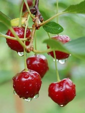 Pianta di Ciliegio: varietà Giorgia di 2 anni in vaso. altezza 140-170 cm