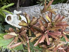 Neoregelia Bromeliad -Fireball-Clumping Plant Mounted on Tree Green/Red I