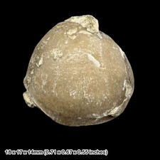Sphaeroidothyris sphaeroidalis Brachiopod Fossil Dorset UK with COA