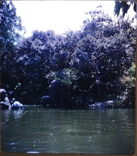 Disneyland Elephants & Crocodile bathing -  1966 Stereo Realist Slide Kodachrome
