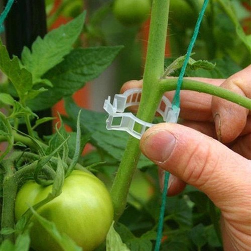 10pcs Garden Vegetables Tomato Vine Stalks Grow Upright Support Plant~ - Picture 6 of 18
