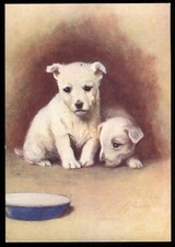 Tobacco Card, Godfrey Phillips, OUR PUPPIES,1936,Postcard,West Highland White,#7