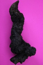 Giant Lizard Poop 5 Million Years Old Genuine Real Fossil Dinosaur Girl COA S08