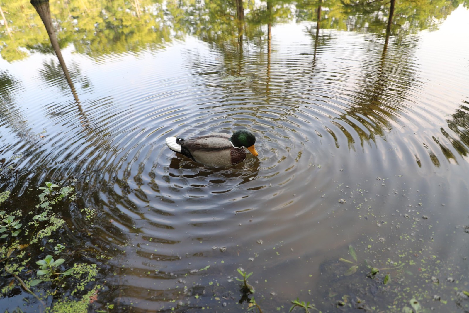 MOJO Outdoors Rippler - Premium Waterfowl and Duck Hunting Оne Расk,  thumbnail 6