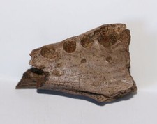 Crocodile Jaw section DINOSAUR AGE FOSSIL - Hell Creek Formation USA CRETACEOUS