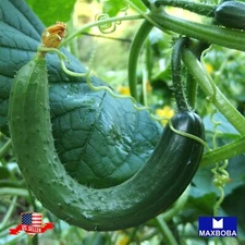 Cucumber Seeds Metki Pale Green Armenian Yard-Long Non-GMO Heirloom Vegetable
