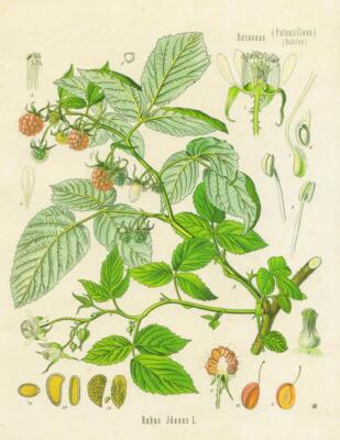 Rosaceaea (Potentilleae, Rubeae). Rubus Idaeus L