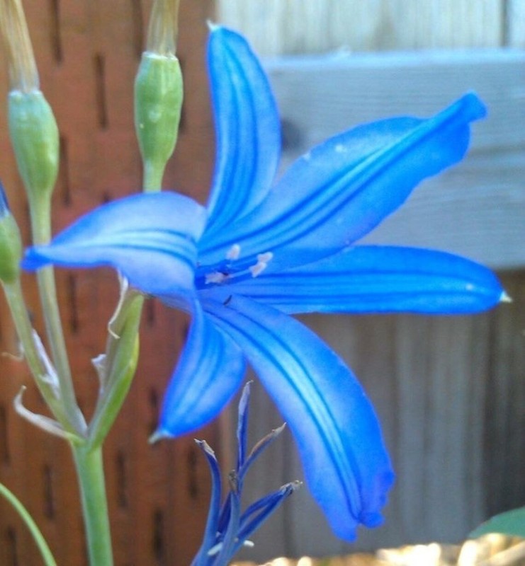 5 Wild Blue Amaryllis bulbs