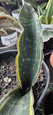 Sansevieria Douglas Variegated Rare Unique Snake Plant