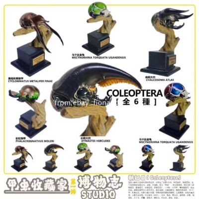 Natural History 2022 Limit Beetle Collector  Lnsect Model