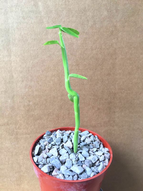 Milkbush Cactus Plant Succulent 4"