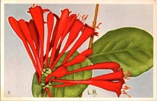 Artist Signed - Beautiful Vintage Greeting Postcard s/18 BJ1404