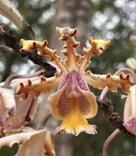 Myranthelia Pauka'a Ruby Gold X Mcp. christinae NBS Seedling Orchid 4.5” Pot