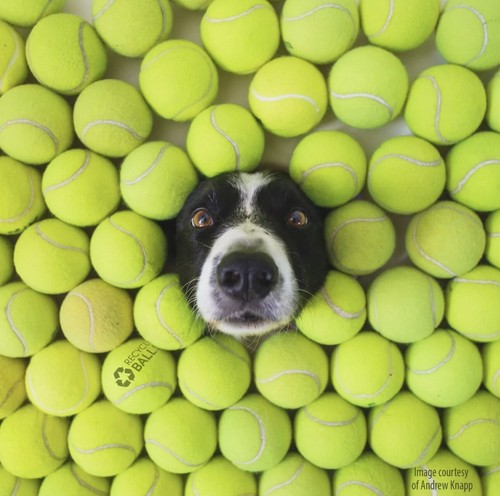 100 Used Tennis Balls - LOW COST DOG BALLS - FREE SHIPPING