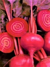 Bulls Blood Beet Seeds 100+ SEEDS  NON-GMO  --BUY 4 ITEMS FREE SHIPPING