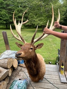 Taxidermy/Bull Elk