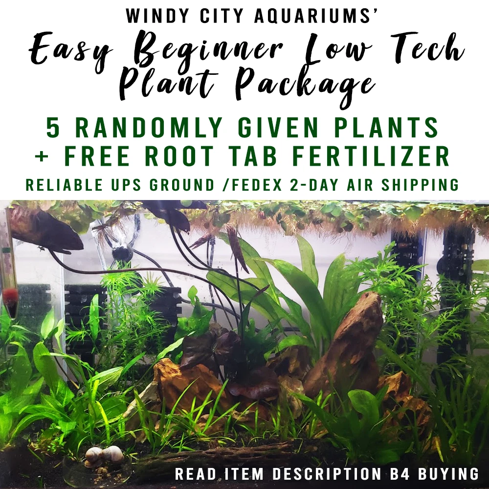Live Aquarium Plants For Beginners