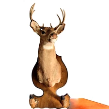 Taxidermy Deer Head 8 Points Buck Mount Gun Rack Hooves