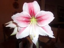 1 Glee amaryllis bulb 20-26 cm. in circumference - has already bloomed this year