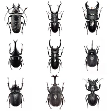 Handmade Simulated Insect Model Beetle Insect Figure Toy for Educaitonel Science