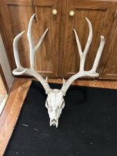 10 Point Mile Deer Dead Grade B Mount