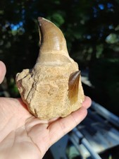 Mosasaur real teeth  tooth with root fossil Dinosaur Jaw 2 x teeth Jawbone