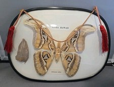 Aloha Hawaii Atticus Atlas Moth & Cocoon In Frame  Taxidermized Aioha Attocas