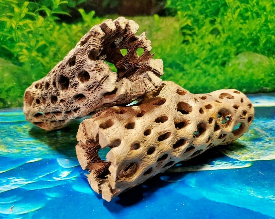 2 pcs of 6" inch TEDDY BEAR CHOLLA Wood Cactus | Aquarium, Terrarium Cave Tunnel - Image 2 of 4