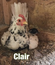 Serama Hatching Eggs 8 possible frizzles