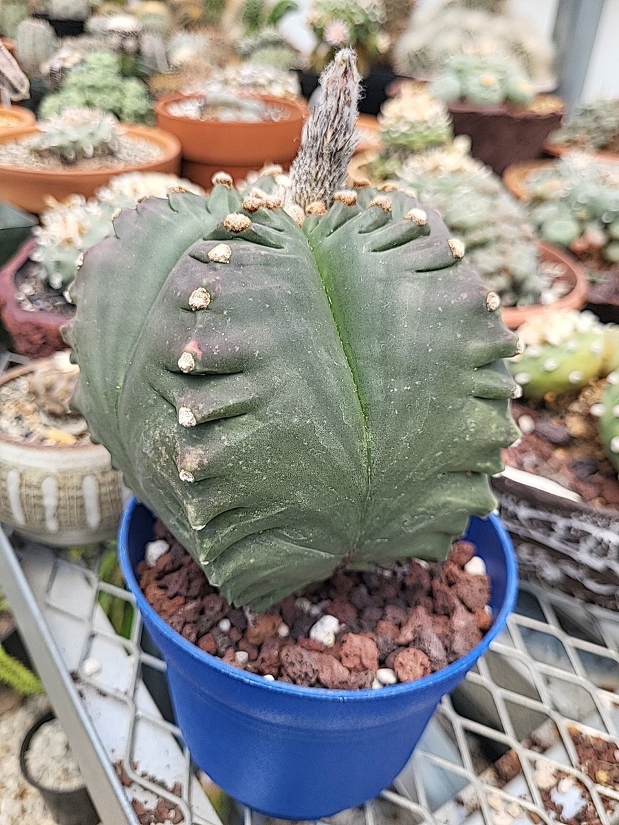 Astrophytum Myriostigma Kikko Seed Grown Cactus Succulents Variegated  Specimen | eBay