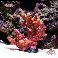 Mini barriera corallina artificiale acquario ornamento pianta pesci serbatoio paesaggio paesaggio