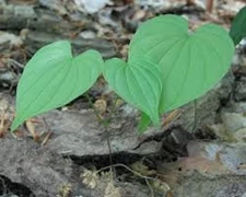 3 Wild Yam Bare Root Dioscorea Villosa Perennial Native Wildflower