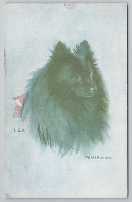 Schwarzer Pommerscher Hund von L.E.D. Künstler, Vintage Rasse Portrait