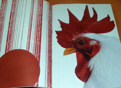 Niwatori : Chicken Photo Book Gallus gallus domesticus (0729)