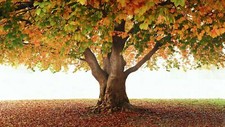 Landscape outdoors fall fallen leaves plants trees Custom Gaming Mat Desk