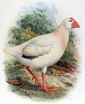 EXTINCT WHITE SWAMPHEN LORD HOWE GLOSSY POSTER PICTURE PHOTO PRINT BANNER 10798