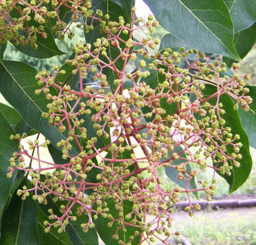 Tetradium danielli, Bienenbaum, Honigesche, auch Euodia genannt 30-40 - Bild 1 von 1