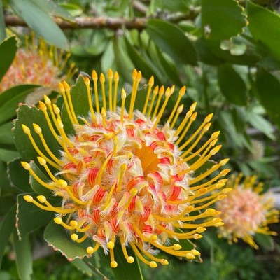 Leucospermum conocarpodendron Se eds, Grey Tree Pincushion, Goudsboom
