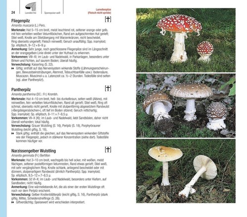 DER GROSSE BLV PILZFÜHRER | EWALD GERHARDT | Pilze - 1200 Arten - 1000 Fotos - Bild 4 von 9