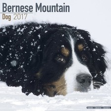 Calendrier 2017 - BOUVIER BERNOIS