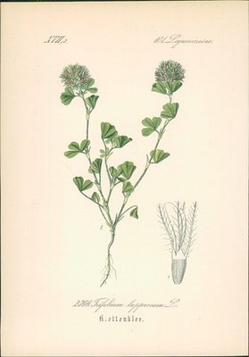 Chromolithographie : Klettenklee. Trifolium lappaceum L. Leguminosae. Hallier, D