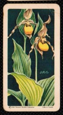 1961 Red Rose Tea Card Wild Flowers of North America #12