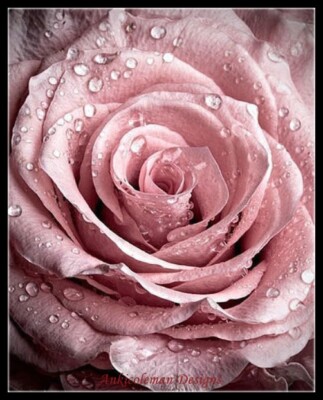The Dew Rose - Counted Cross Stitch Patterns - Color & BW Symbols