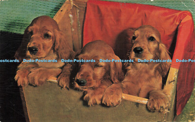 R206047 Hundewelpen Lachs 1972