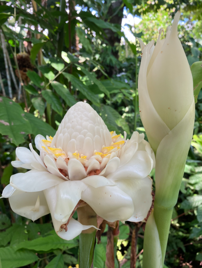 2 White Torch Ginger Plants with Rhizomes Etlingera Elatio Ginger
