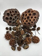 Botanical Seed Pods Blackwater Aquariums Biotope Tannins Aquascape Biofilm