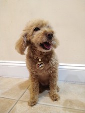 Cuba Flag Cuban Chain Dog Chain Pet Collar Chain Pet, Cat, Puppy Necklace PC5