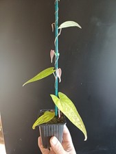 RARE DIOSCOREA PINK PIXEL VARIEGATED YOUNG MYSTERY STARTER PLANT! 