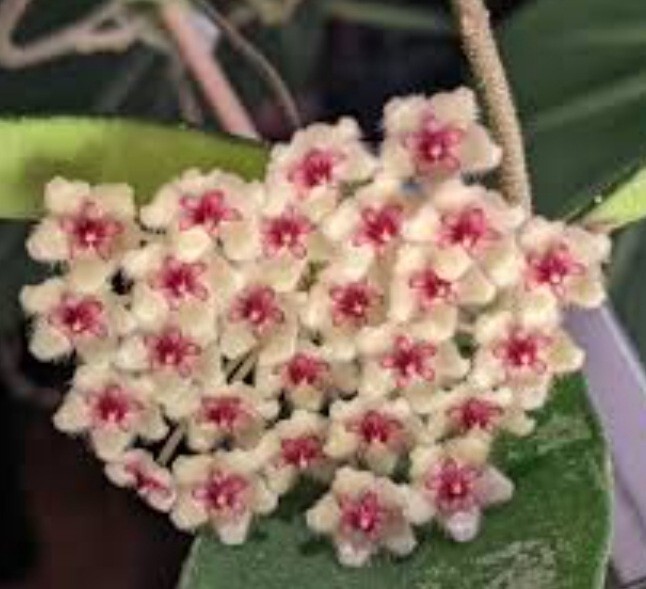 1 PIANTA HOYA PHUWUAENSIS IN VASO 10CM HOYA PHUWUAENSIS GREEN LEAF  - HOYA RARA